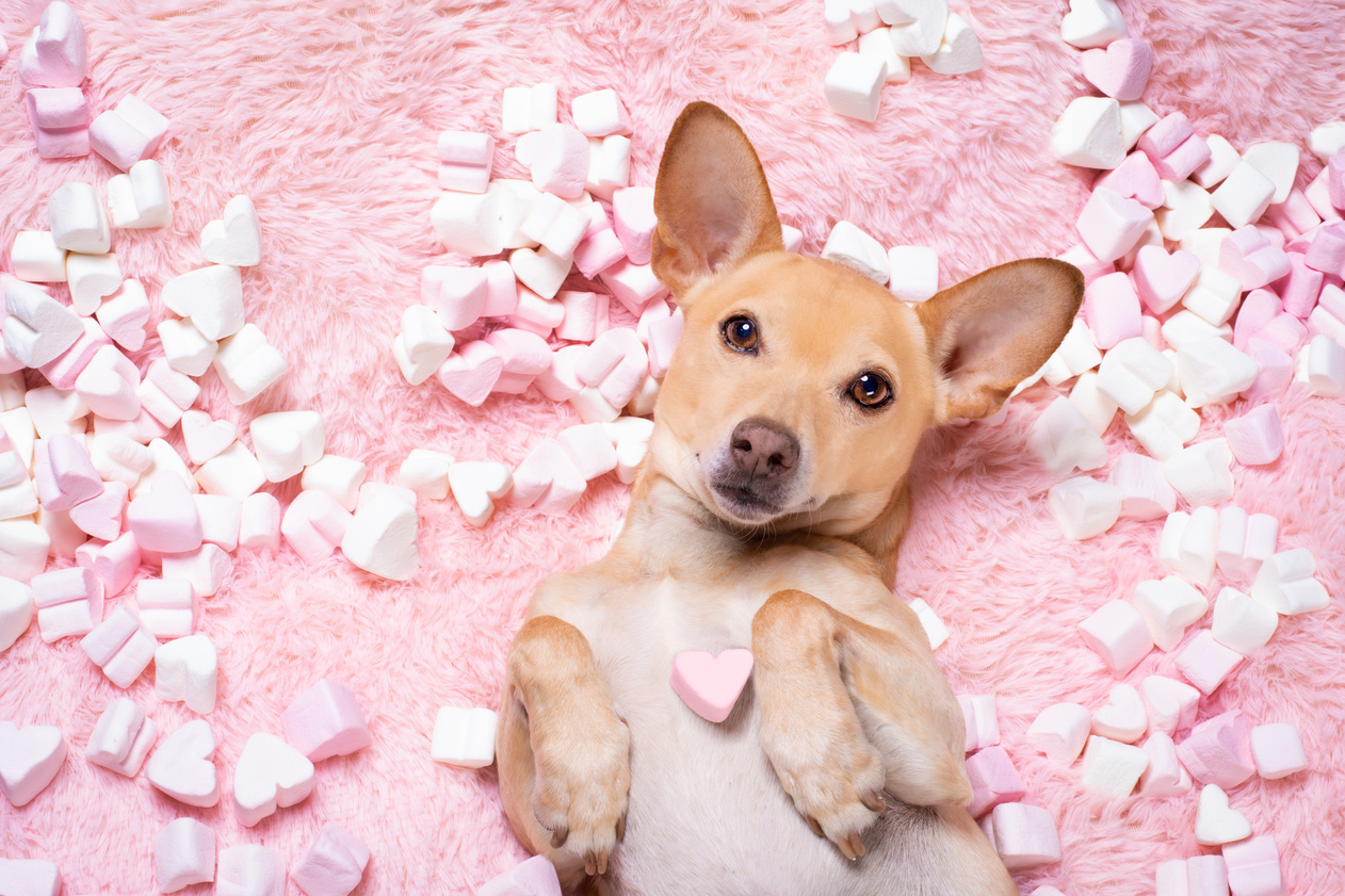 Dog Lying on a Pink Rug with Marshmallows