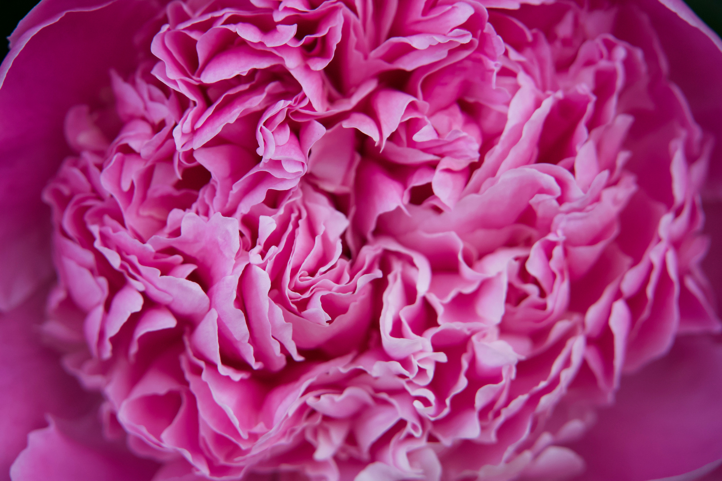 Peony flower pink flower